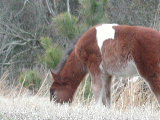 Click to see 04 Chincoteague 04.JPG